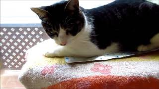 ダイソー　クールマット