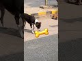 #funny #comedy #animals #dog #dogs #fog #producer