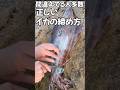 イカの締め方！かなりの人が間違えてるよ！ #イカの締め方 #エギング #アオリイカ
