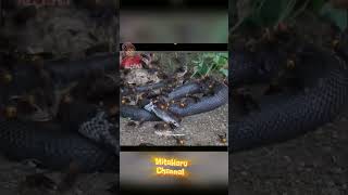 Ular Vs Lebah animals satwa hewanberbahaya shorts wildlife