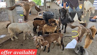 qurbani ke saste bakre in hashmatpet bowenpally | heavyweight mende available in bowenpally