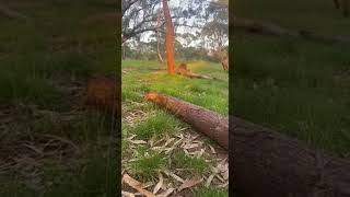 Potoroo Hops Kicks Foxes