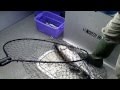 Hit the Fish Harder!