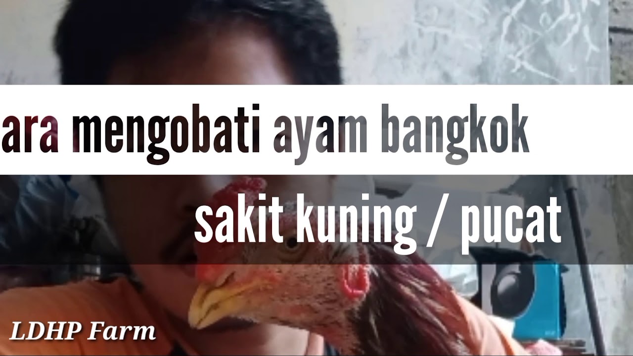 Ampuh!!! Mengobati ayam bangkok sakit kuning / pucat