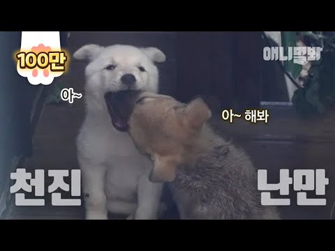 어미개는 오늘 새끼강아지들 곁으로 돌아오지 못했습니다 l Mother Dog <strong>Couldn</strong>&amp;#39;t <strong>Go</strong> Back To Her Puppies, Because..