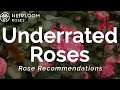 Underrated Roses Rose Recommendations Underrated Roses Rose Recommendations