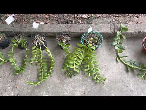 Video LINH MY - ÁM ĐỊCH QUẢ - MTLX PT - CLCP GIÁ RẺ -... - youtube