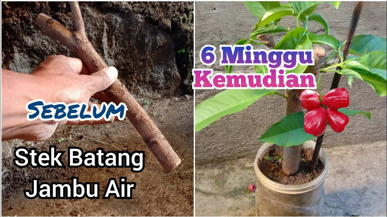 Cara MUD4H, Stek Batang Jambu Air