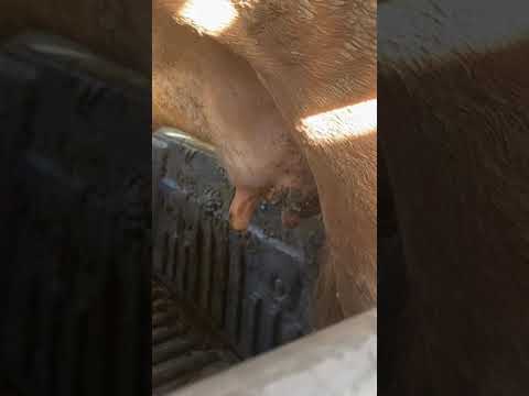     غرغرينا الضرع