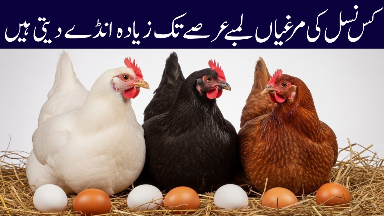 Raising Chickens Naturally for Eggs, Meat & Profit | The Secret of Healthy Farm Chickens | Best Hens