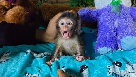 THIS IS THE CONSEQUENCE OF BABY MONKEY RUBY ALWAYS BITING HER OWN THUMB 