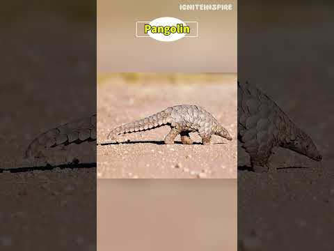 Interesting facts about