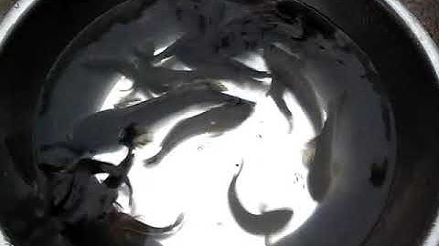 video mình bắt được cá sộp nhiều qúa các bạn ạ