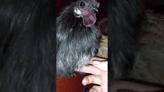 Chilli Nickatini Fly Like A Bird BiCH YouTube