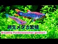 【卵生メダカ】ガードネリー繁殖の挑戦１【Breeding Fundulopanchax Gardneri Makurdi Long Fin】