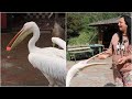 Розуміє людей та жонглює: у Вінниці живе незвичайний пелікан Патрік