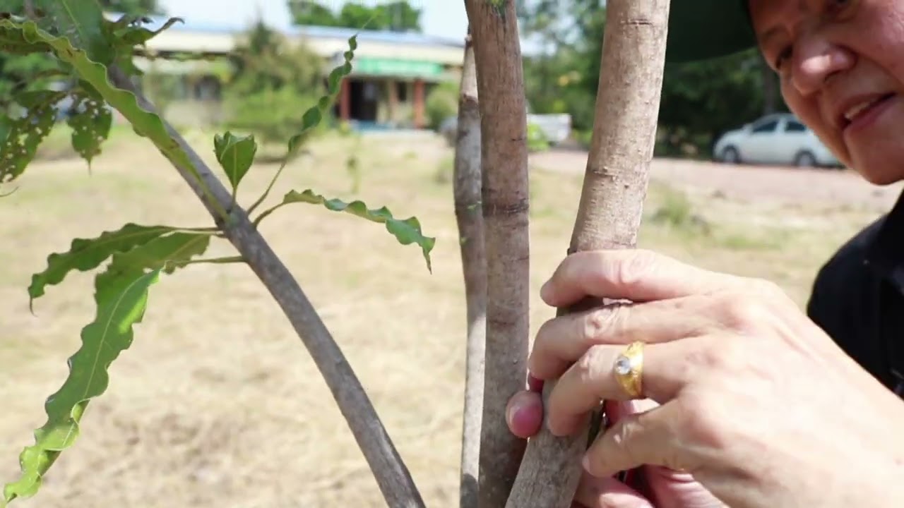 การขยายพันธุ์มะม่วง (เปลี่ยนยอดแบบเสียบข้าง)