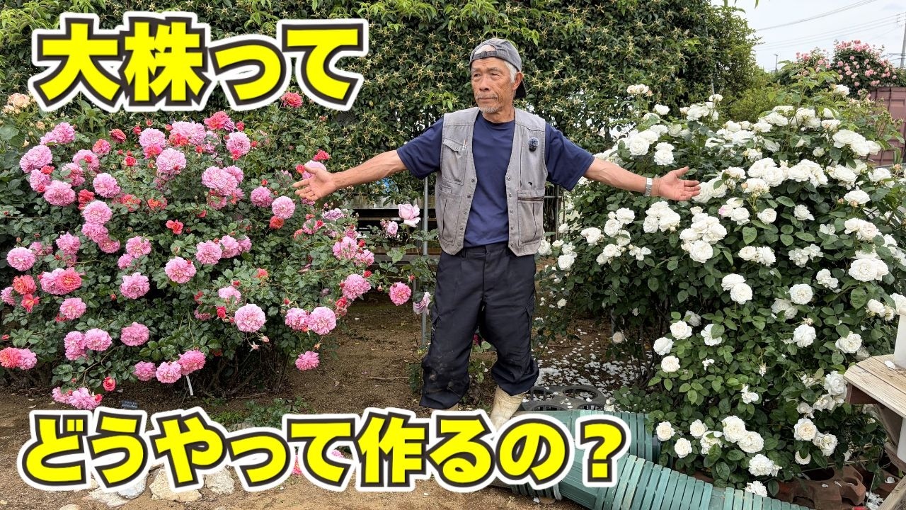 大株ってどうやって作ってるの？プロの生産農家の場合 - YouTube