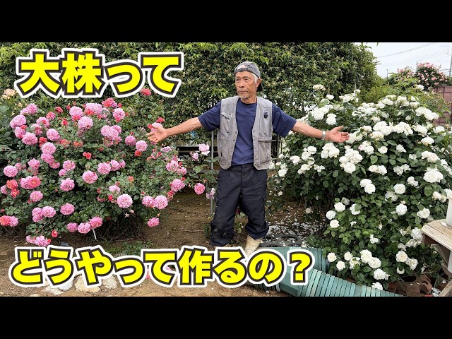 バラNonaの大株,根が張った健康な大株で、樹勢も良く、とても元気に
