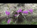 Cattleya maxima - Ecuador 2021