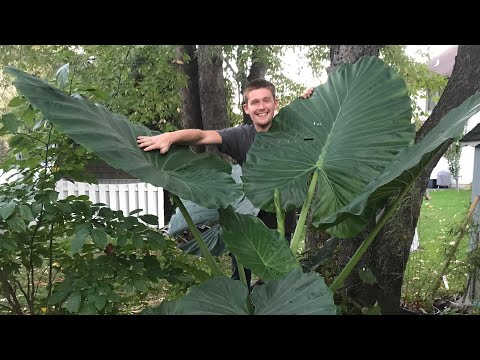 Video: Large-leaved Alocasia