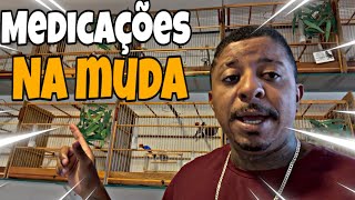 QUL MEDICAÇÃO VOCÊ PODE USAR NA MUDA DE PENAS DO SEU COLEIRO E PAPA CAPIM @manotom 