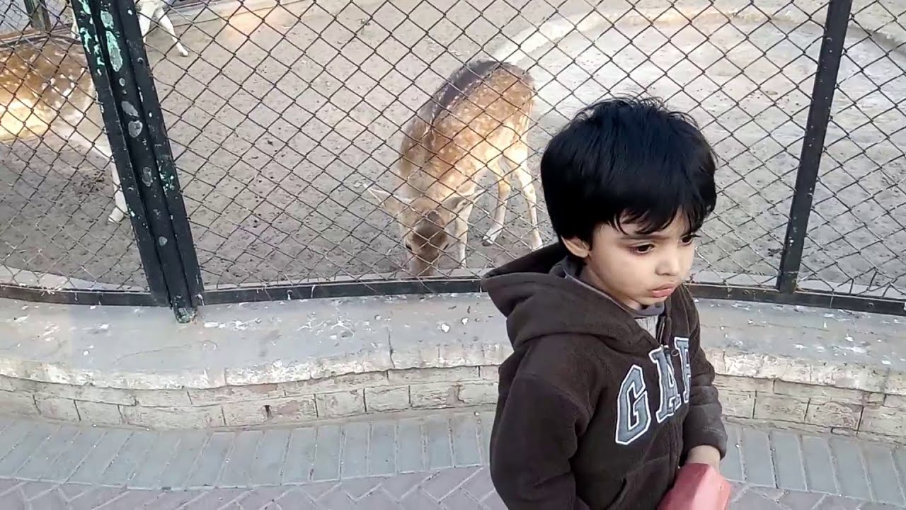 Deer Eating Popcorn in Zoo YouTube