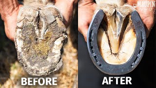 Satisfying Full Horse Hoof Restoration | 4K FARRIER ASMR