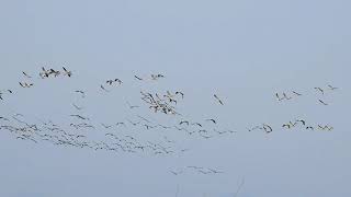 Beautiful Birds Flying In The Sky • Amazing Views With Relaxing Background Music | RELAX With Nature screenshot 5