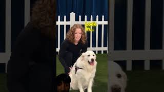 #goldenretriever #pets #puppy #prank #comedy #funny #comedy #challenge #mrbeast