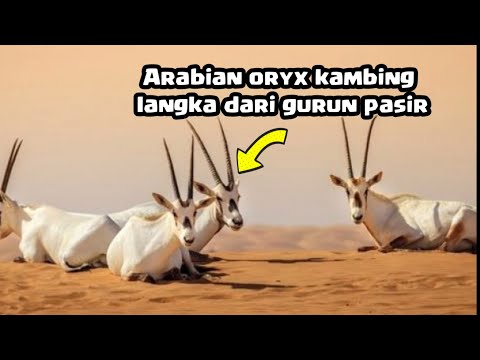 Video: Mengapa oryx terancam?