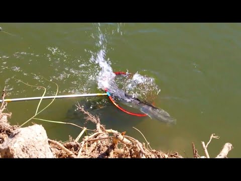 استعدوا موسم القراميط بدا