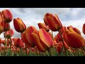 Wooden shoe tulip farm. Woodbun Oregon Wooden shoe tulip farm. Woodbun Oregon