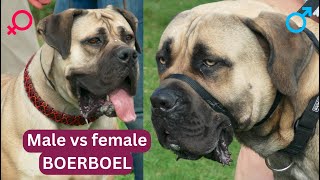 BOERBOEL - Male vs Female by Boerboel Yzer 769 views 3 months ago 5 minutes, 52 seconds