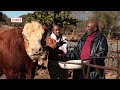 African farming season 4