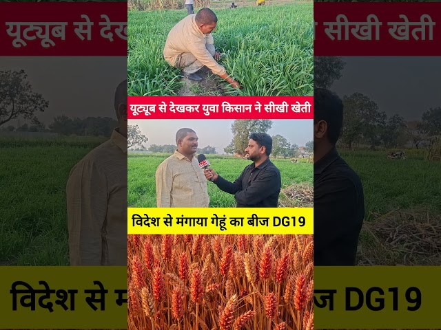 YouTube se dekh kar Kisan Ne sikhi kheti, Videsh se mangaya gehun ka Bij DG 19