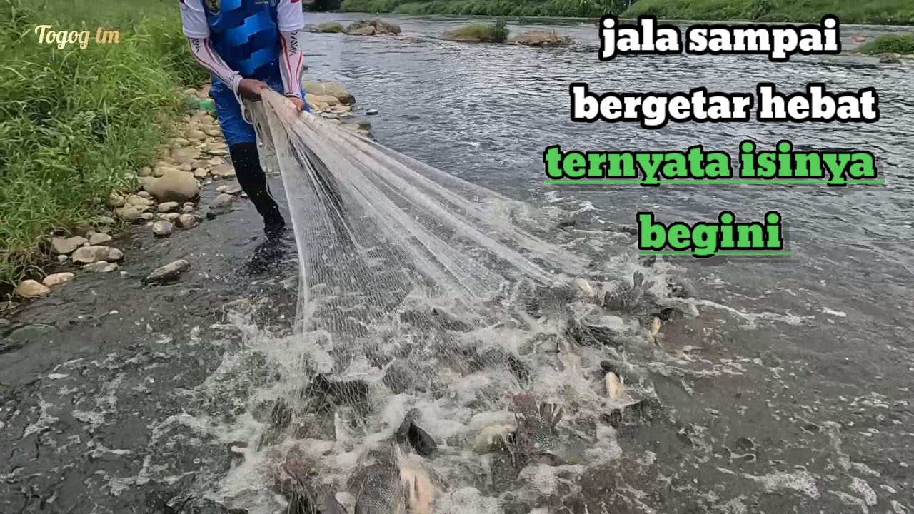 jala ikan di bawah grojogan begini hasilnya || best net fishing tilapia ...