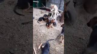husky+German puppies germanshepherd  shorts animallover huskylovers