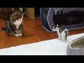 お転婆全開な毛玉チビみり！-Baby Miri, the little furball, is totally tomboy!.-