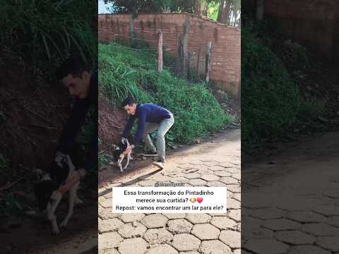 Essa transformação do Pintadinho merece sua curtida 🐶❤️