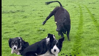 Cow go outside for summer