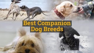 best companion dog breeds