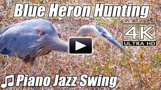 blue grey heron hunting piano jazz swing instrumental song bird watching music nature video 4k mh