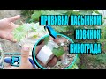 ПРИВИВКА НОВИНОК ВИНОГРАДА ПАСЫНКОМ ЗЕЛЕНОЕ В ЗЕЛЕНОЕ. СЕВЕРНЫЙ ВИНОГРАДНИК 12-21 ВИНОГРАД В ТЕПЛИЦЕ