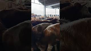 16 Tosunumuz Antep E Hayırlı Olsun .