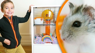 HAMSTER ROOM TOUR - La Nouvelle Maison de Nuts 🐹🏠