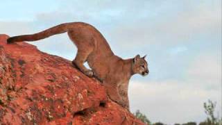 Cougar jump