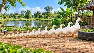 A guide on how to build a low-cost duck coop and raise 100 ducks for business.