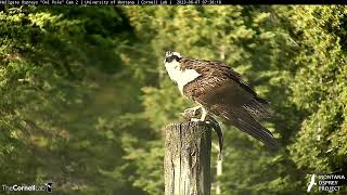 Iris Arrives With a Meal to Her &quot;Fishing Pole&quot; Above the Clark Fork River | June 7, 2023