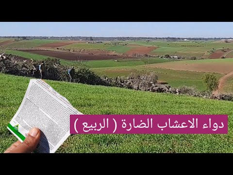 دواء القمح و الشعير بمب يد انتقائي من اعشاب الضارة ثنائية الفلقة في القمح رش الربيع وهو صغير